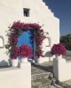 Dianthos Paros