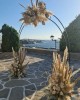 Dianthos Paros