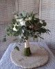 Dianthos Paros