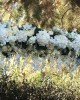 Bridal Garden